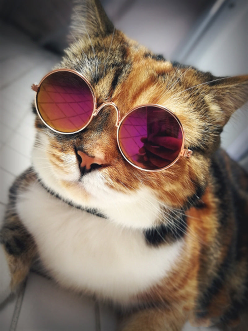 Kattenzonnebril