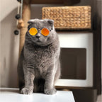 Kattenzonnebril